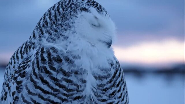 Snowy owl covered in frost outdoors.