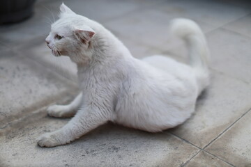 white persian cat © Sabrang Langit