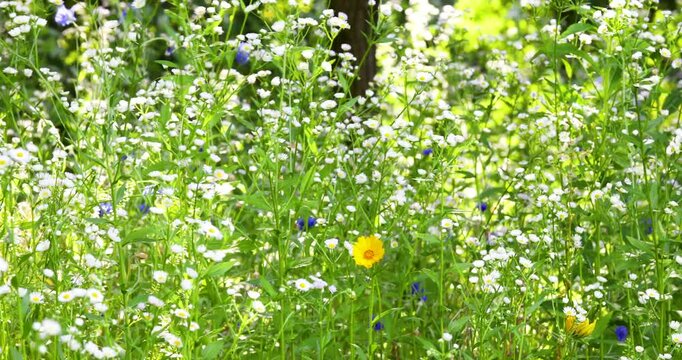 Beautiful field of white erigeron annuus flowers swaying gently