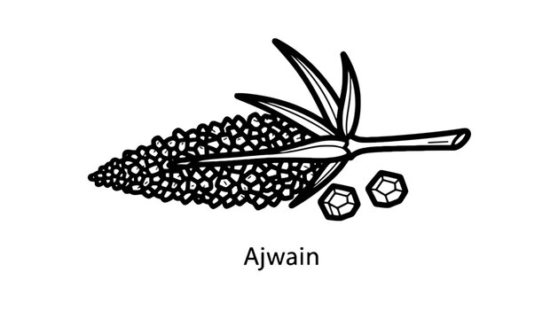 Ajwain spice seeds culinary herb line art illustration