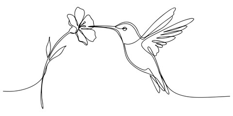 hummingbird drinking nectar from a flower continuous one line drawing, Elegant one line art drawing of a flying hummingbird drinking nectar from a blooming flower, minimalist continuous line  © Line sA