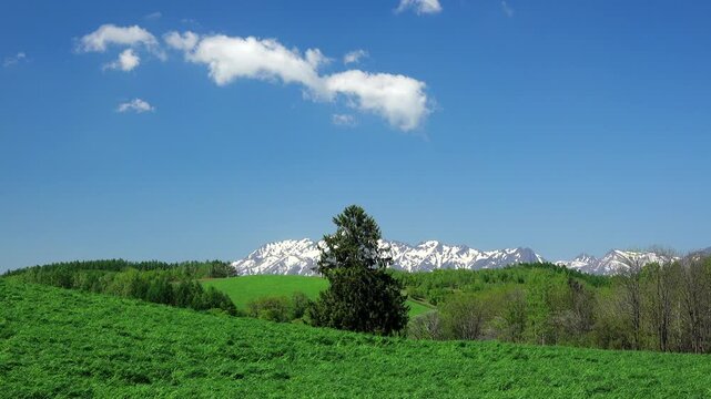 春よ来いの一本の木と夕張山地