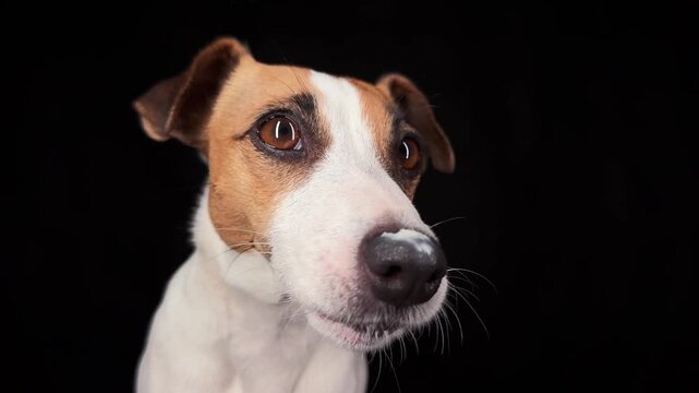 Close-up portrait of a Jack Russell Terrier licking its nose on a black background. 