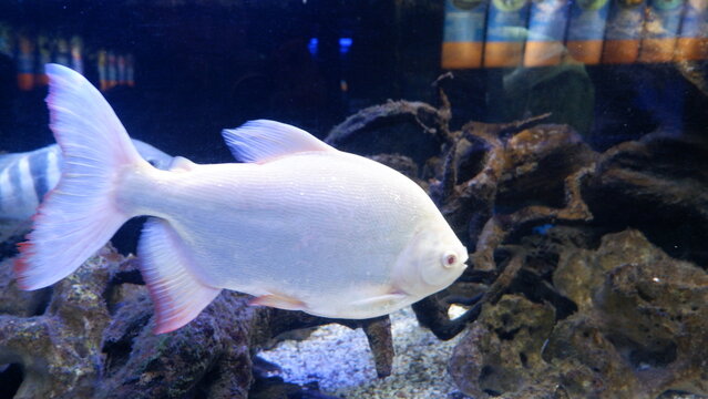 Albino pacu fish swimming in a freshwater aquarium tank with driftwood and rocks