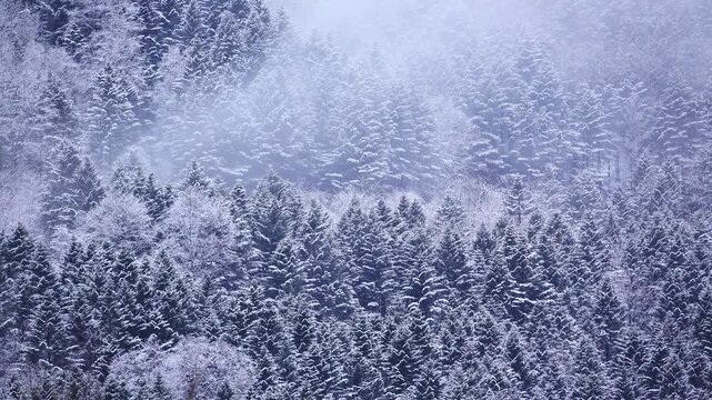 着雪の木と霧