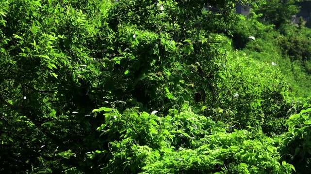 木のまわりを飛ぶガ