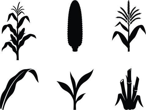 Corn stalk and sugarcane silhouettes set including maize cob stalk and leaves isolated on white background