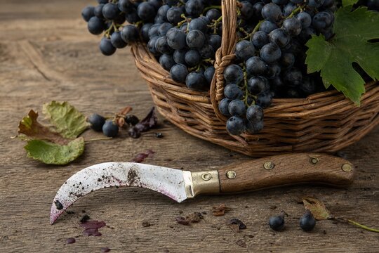 Curved pruning knife with soil traces beside a basket of black grapes.