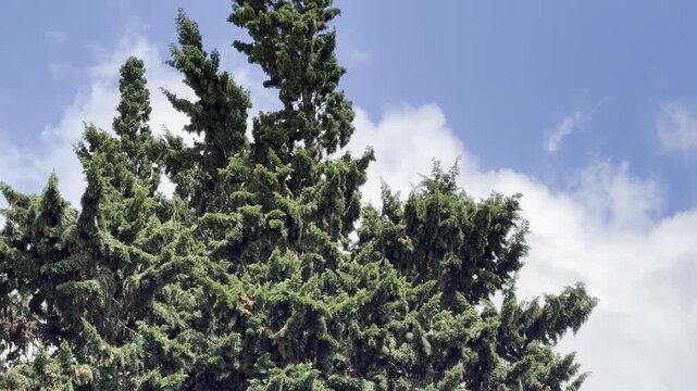 A spruce is a tree of the genus Picea, a genus of some 37 species of coniferous evergreen trees in the family Pinaceae. Honolulu, Oahu, Hawaii