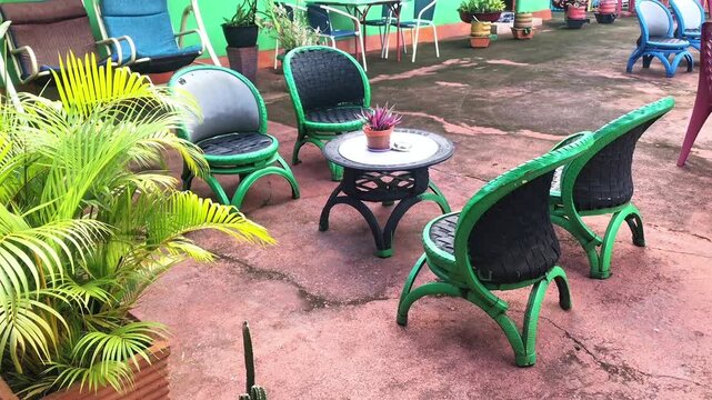 Yellow areca palm plant in an outdoor garden terrace with green chairs