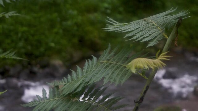 A closeup of a Mimosa pudica plant, also known as the sensitive plant, showcasing its unique leaf folding reaction in a lush Javan mountain environment, highlighting botanical wonders