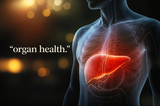 A translucent human body highlighting the liver against a dark, bokeh background with text about organ health.