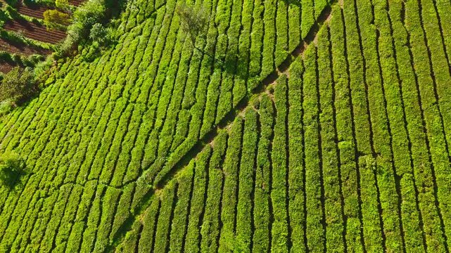 Cinematic drone footage of vast tea gardens across rolling hills in Pengalengan, West Java, Indonesia. Perfect for travel, nature, and agrotourism content.