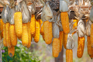 harvest of corn cobs is dried on farm in autumn. Golden ripe corn © alexkoral