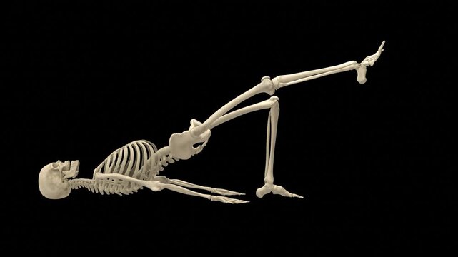 Osteology Bone Map Glute Bridge Rehabilitation Sagittal Profile Orientation Alpha Transparency Matte