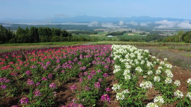 麓郷展望台の花畑と夕張山地