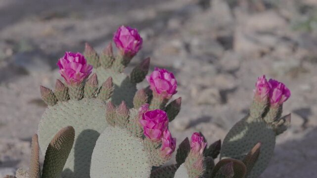 a pan of pink beavertail cactus flowers during sunset at joshua tree national park in california, usa