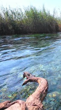 Water flow of the Azmak River in Akyaka, Mugla. Cold and clean Azmak river water. A natural tourist destination. 4k vertical video. No people, nobody.