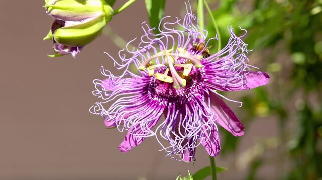 Honey bees pollinating a purple passion flower