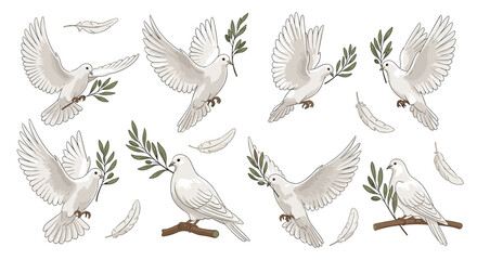 Obraz premium Various illustrations of graceful white doves in flight and perched positions carrying olive branches as symbols of peace and hope on a white background.