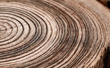 Fototapeta premium Close-up of weathered wood grain with concentric rings