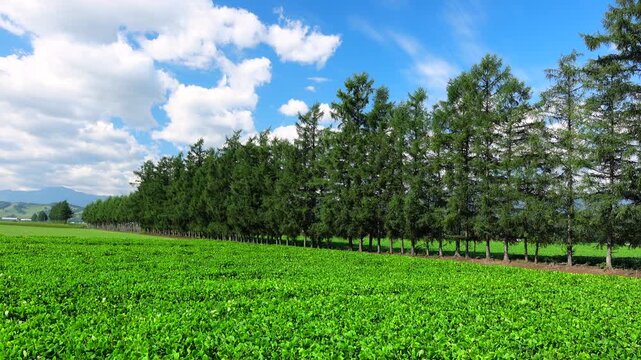 カラマツ林と豆畑と雲