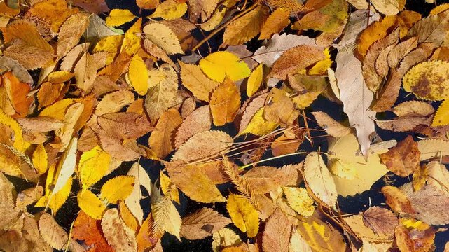 Golden autumn leaves floating on water