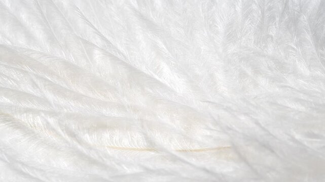 Macro white fluffy feather texture in slow motion, closeup feather background