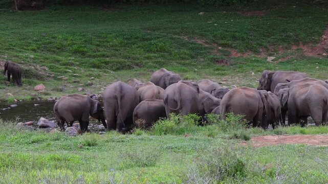 Herd of elephants drinking water in river Munnar Anakullam Kerala India. Elephants fighting playing wild life in national park forest. A herd of wild asian elephants  bathe and feed in Periyar River