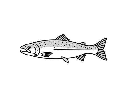 Monochromatic vector illustration of a salmon fish featuring black outlines and gray shading with spotted patterns on a white background, isolated side profile view.
