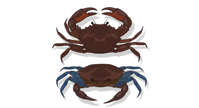 Detailed vector illustration showing top-down views of two crabs: a dark brown mud crab and a blue-legged crab variation, isolated on white background for biology or menu design.