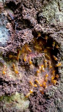 Rare macro footage of multiple termite queens moving inside an active termite colony. Worker termites surround reproductive termites within a natural nest in a decaying tree trunk.