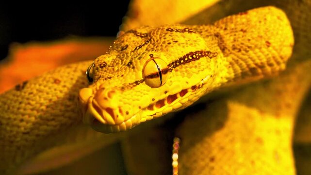 Extreme close up macro shot of a vibrant yellow green tree python snake head showing its detailed eye and scale texture outdoors