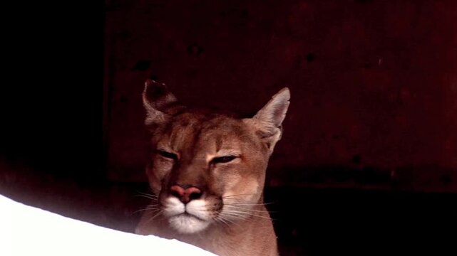 Close up portrait of a majestic cougar puma mountain lion blinking its eyes gracefully against a solid dark black background indoors