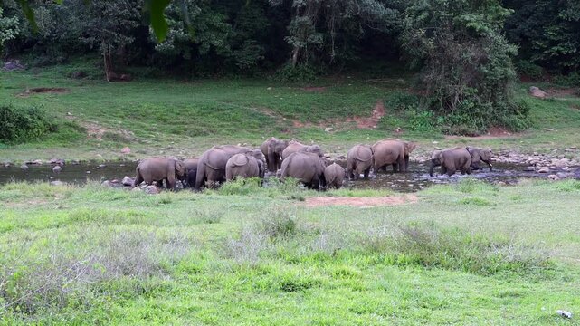 Herd of elephants drinking water in river Munnar Anakullam Kerala India. Elephants fighting playing wild life in national park forest. A herd of wild asian elephants  bathe and feed in Periyar River
