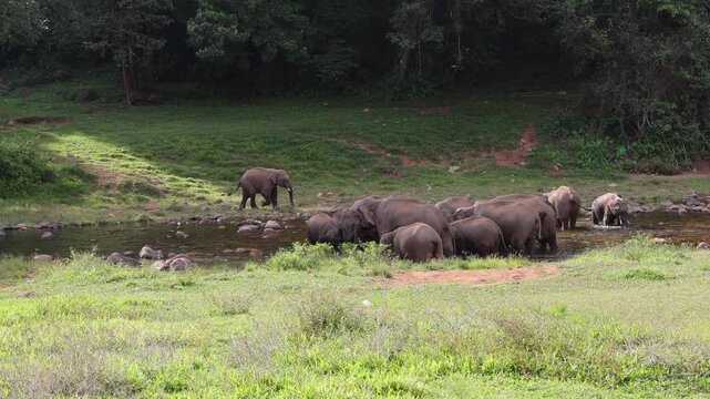 Herd of elephants drinking water in river Munnar Anakullam Kerala India. Elephants fighting playing wild life in national park forest. A herd of wild asian elephants  bathe and feed in Periyar River