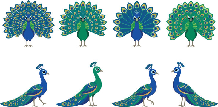 Beautiful peacock bird vector icon set featuring realistic blue and green peafowl displaying colorful open tail feathers train and walking side view silhouettes illustrations.