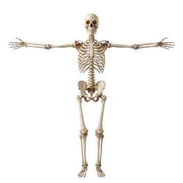 Human Skeleton Isolated Transparent Background