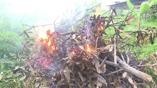 This footage shows the process of burning agricultural waste and dried tree branches.