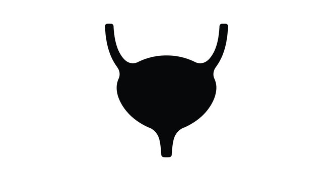 Bladder Silhouette Against A White Background Anatomy Illustration