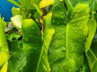 The central focus of this photo is on the detailed, textured surface of a healthy green leaf with small water pearls. © RidzolBarnazi
