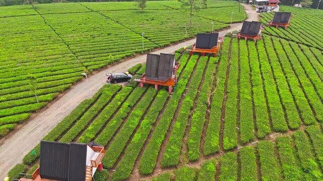 Cinematic drone footage of vast tea gardens across rolling hills in Pengalengan, West Java, Indonesia. Perfect for travel, nature, and agrotourism content.