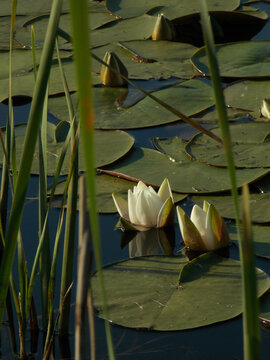 Vertical nature photograph of white water lilies blooming in calm pond