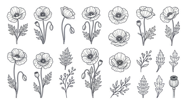 Detailed black and white poppy flowers.