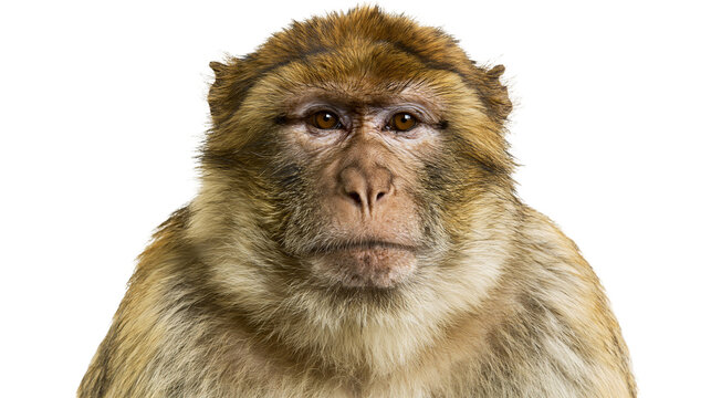 Barbary macaque monkey face with brown fur, isolated on transparent background