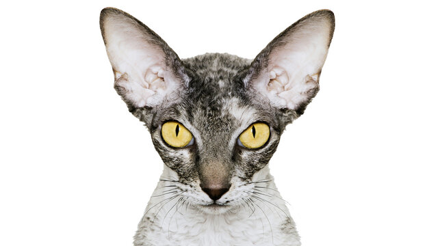 Cornish Rex cat with large ears and yellow eyes, isolated on transparent background