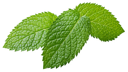 Fresh green mint leaves with serrated edges, isolated on transparent background © Giulia