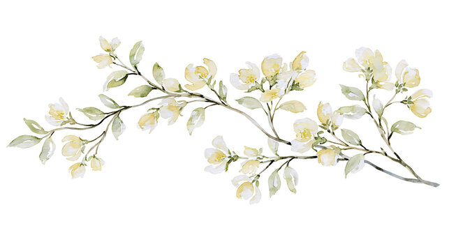 Delicate pale yellow jasmine flowers and green leaves, isolated on transparent background