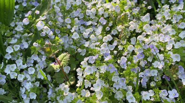 Blue veronica flowers (Persian speedwell). Close-up, viewed from above. Small, graceful blue veronica flowers in a field sway in the breeze