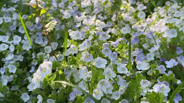 Blue veronica flowers (Persian speedwell). Close-up, viewed from above. Small, graceful veronica flowers in a field sway in the breeze
